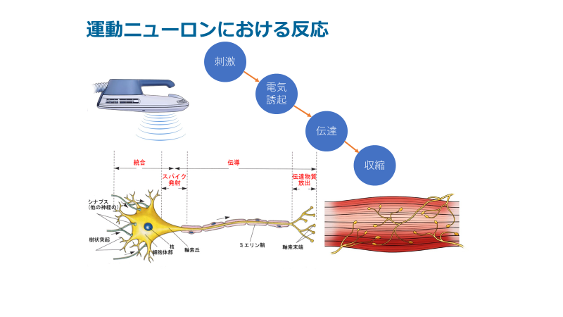 エムスカルプトのメカニズム