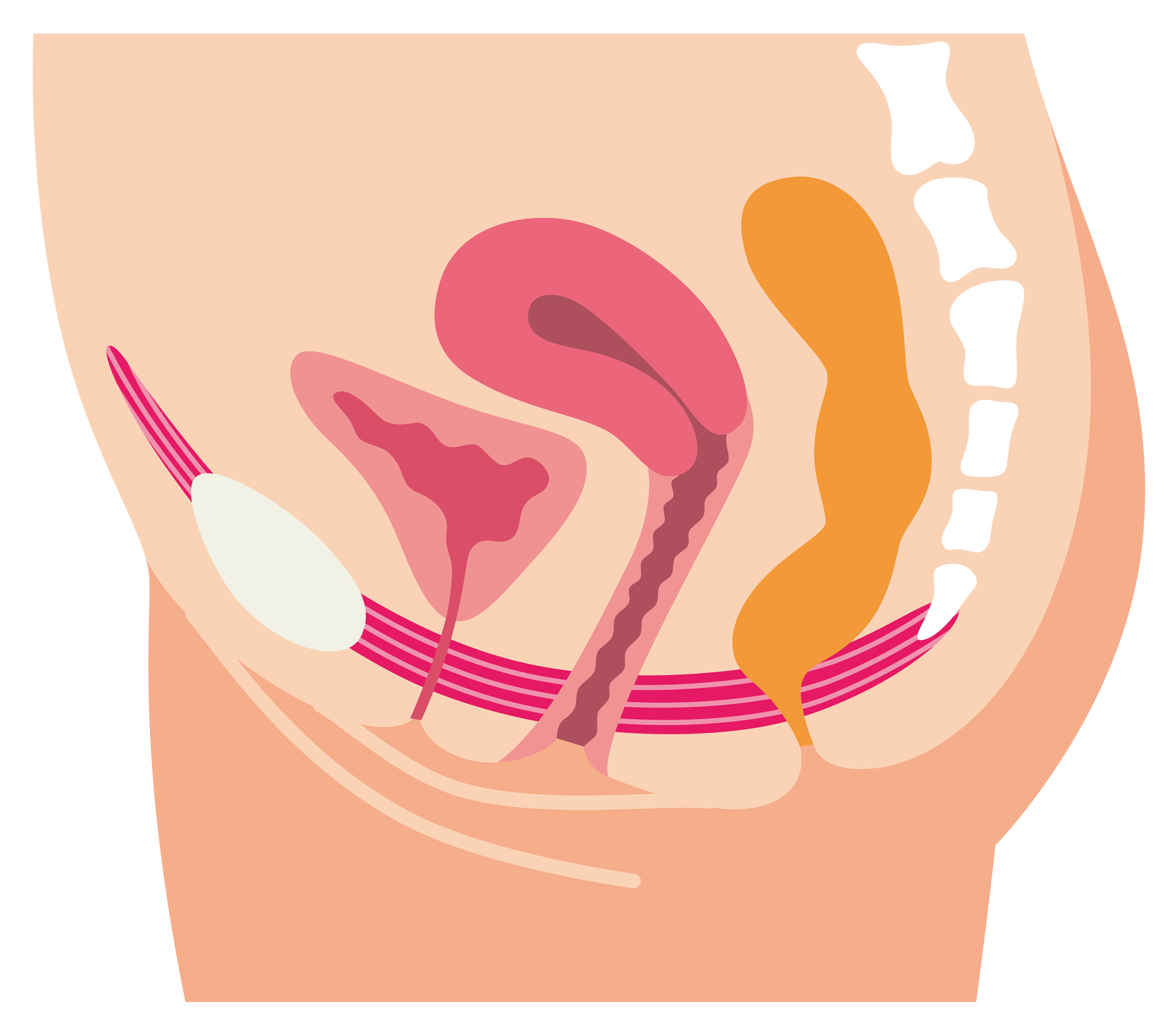 骨盤底筋の重要性